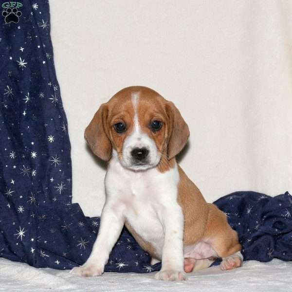 June, Beagle Mix Puppy