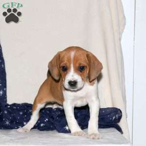 June, Beagle Mix Puppy