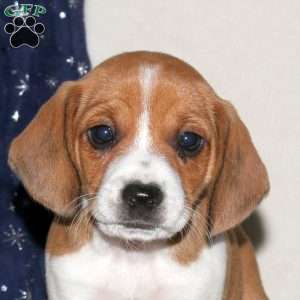 June, Beagle Mix Puppy