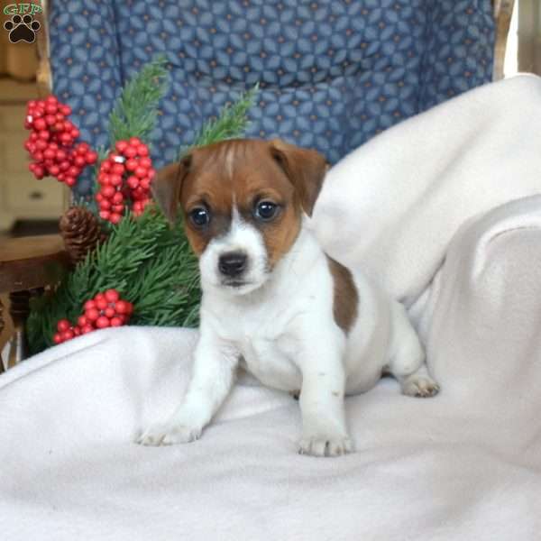 Junior, Jack Russell Terrier Puppy