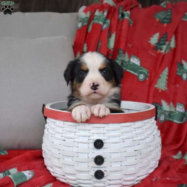 Juniper, Bernese Mountain Dog Puppy