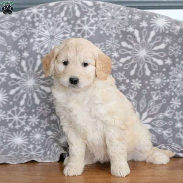Juniper-F1, Mini Goldendoodle Puppy