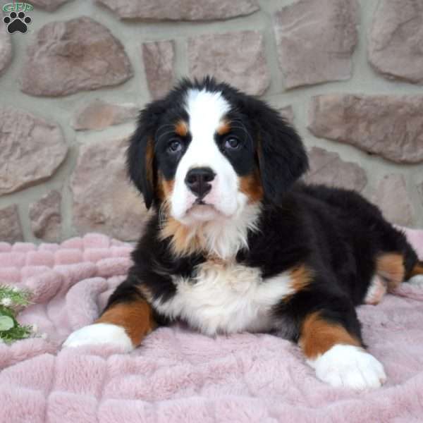 Juniper, Bernese Mountain Dog Puppy