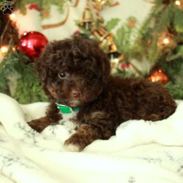 Juniper, Miniature Poodle Puppy