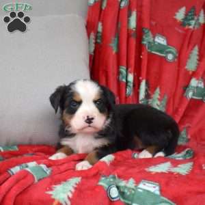 Juniper, Bernese Mountain Dog Puppy