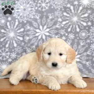 Juniper-F1, Mini Goldendoodle Puppy