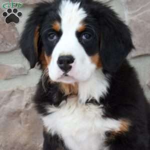 Juniper, Bernese Mountain Dog Puppy
