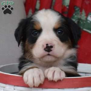 Juniper, Bernese Mountain Dog Puppy