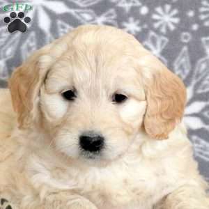 Juniper-F1, Mini Goldendoodle Puppy