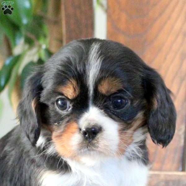 Juno, Cavalier King Charles Spaniel Puppy
