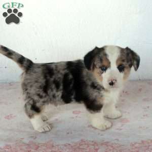 Justin, Welsh Corgi Mix Puppy