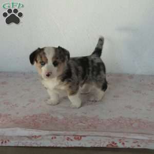 Justin, Welsh Corgi Mix Puppy