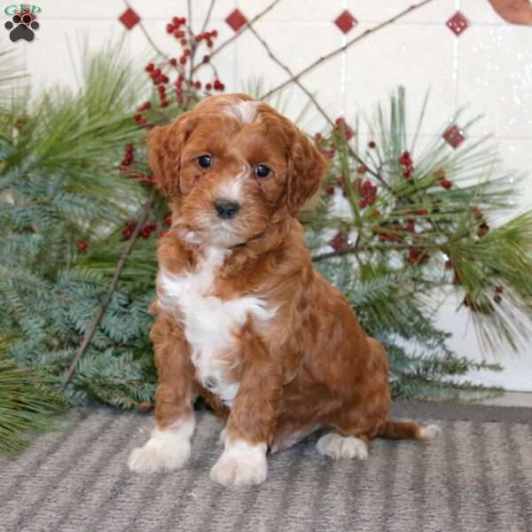 Justin, Goldendoodle Puppy