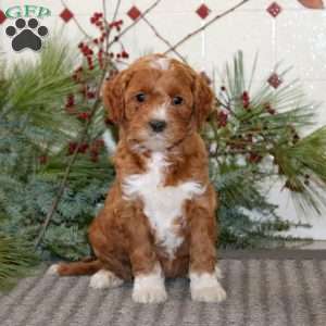 Justin, Goldendoodle Puppy