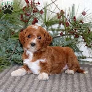 Justin, Goldendoodle Puppy