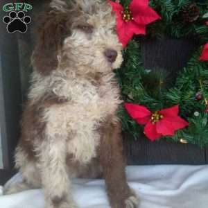 Macy, Newfypoo Puppy