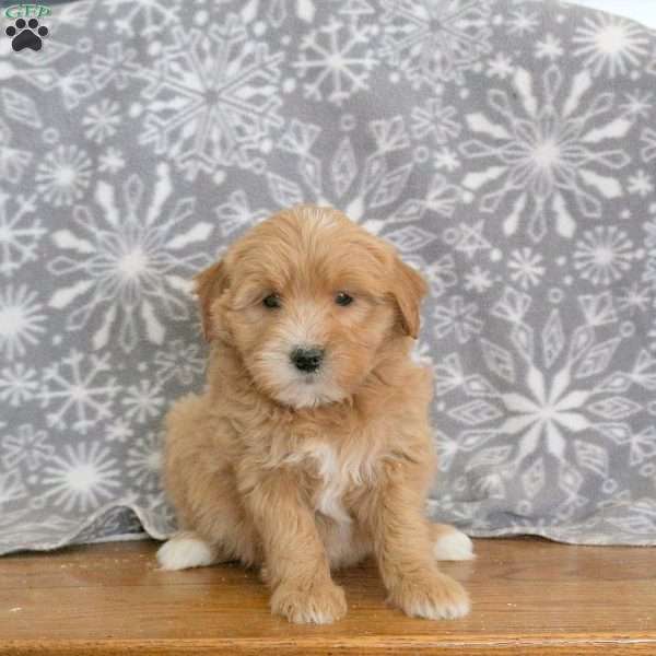 Kacey-F1B, Mini Goldendoodle Puppy