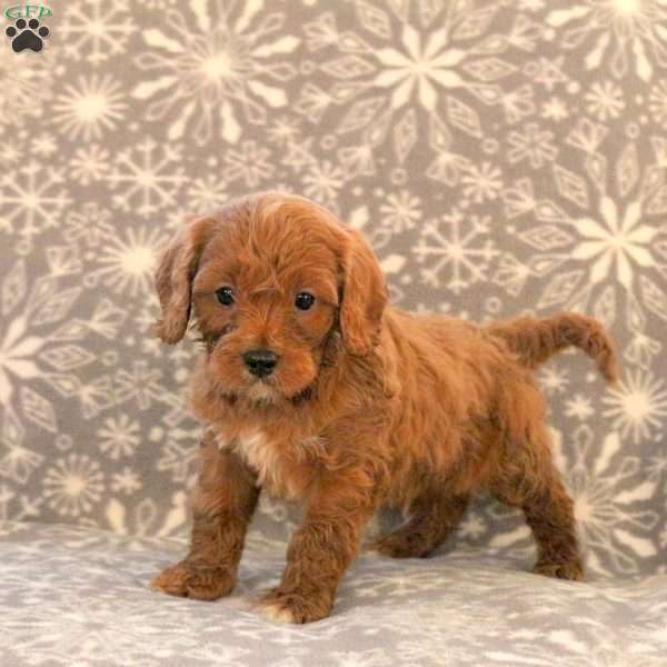 Kade, Cavapoo Puppy