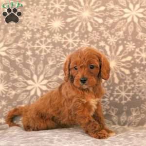 Kade, Cavapoo Puppy