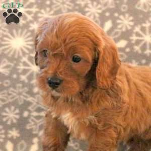Kade, Cavapoo Puppy