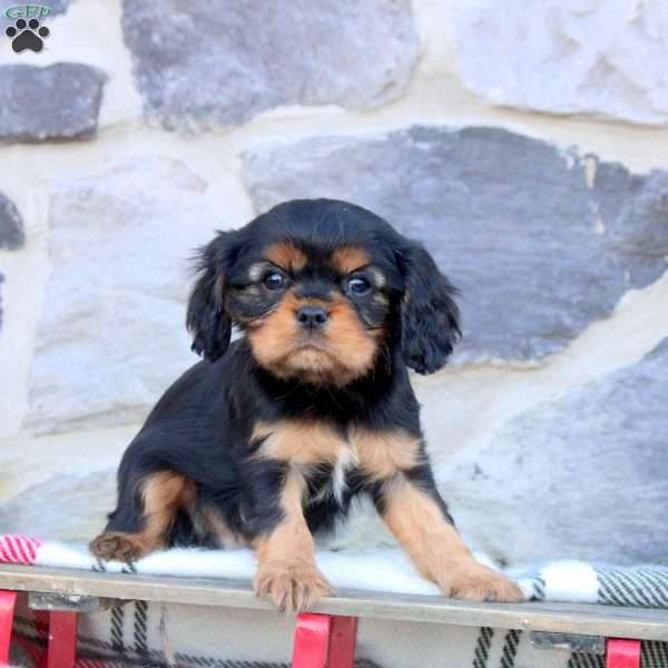Kai, Cavalier King Charles Spaniel Puppy