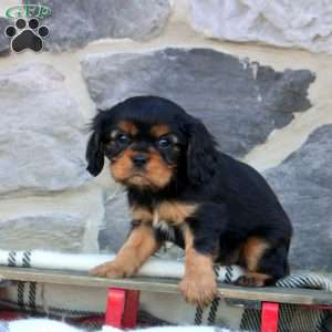 Kai, Cavalier King Charles Spaniel Puppy