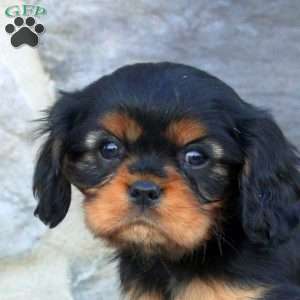 Kai, Cavalier King Charles Spaniel Puppy