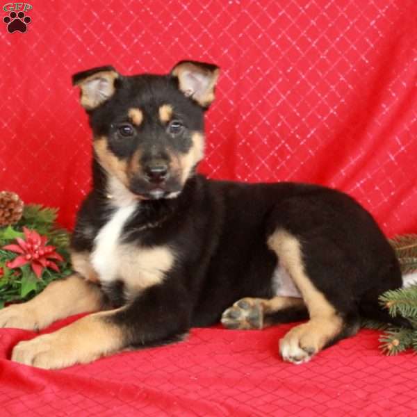 Kaitlyn, German Shepherd Mix Puppy