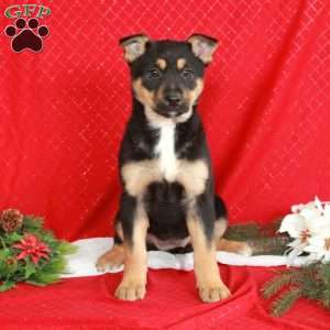Kaitlyn, German Shepherd Mix Puppy