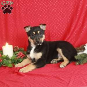 Kaitlyn, German Shepherd Mix Puppy