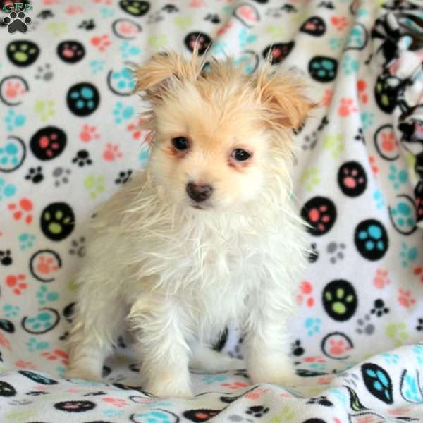 Kali, Pomeranian Puppy