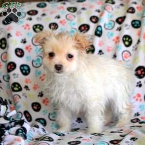 Kali, Pomeranian Puppy