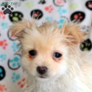 Kali, Pomeranian Puppy