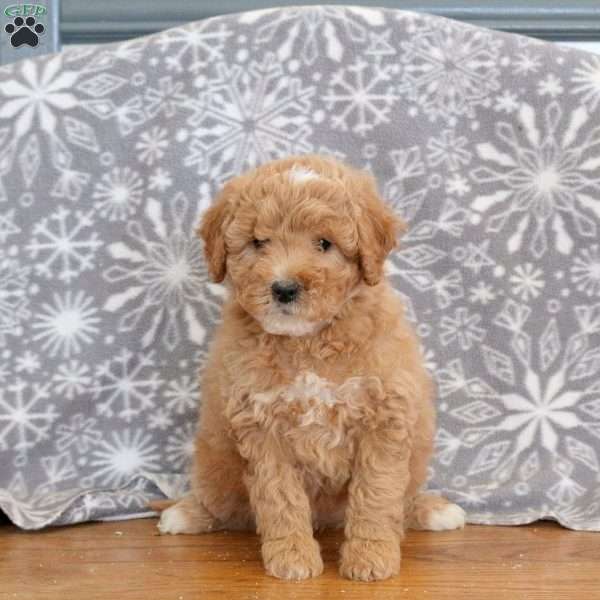 Kandy-F1B, Mini Goldendoodle Puppy