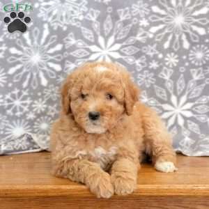 Kandy-F1B, Mini Goldendoodle Puppy