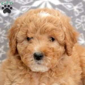 Kandy-F1B, Mini Goldendoodle Puppy
