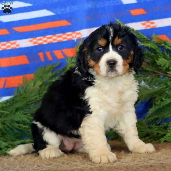 Kandy, Miniature Bernese Mountain Dog Puppy