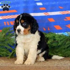 Kandy, Miniature Bernese Mountain Dog Puppy