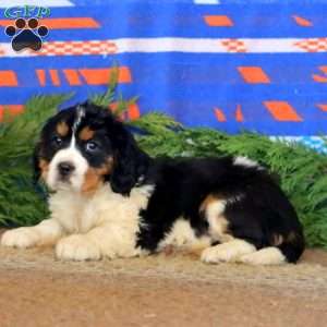 Kandy, Miniature Bernese Mountain Dog Puppy