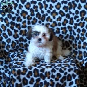 Kara, Shih Tzu Puppy