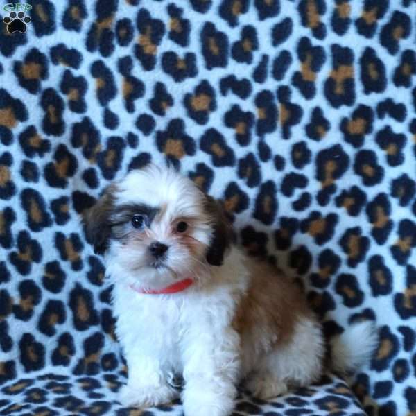 Kara, Shih Tzu Puppy