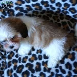 Kara, Shih Tzu Puppy