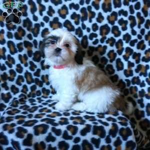 Kara, Shih Tzu Puppy