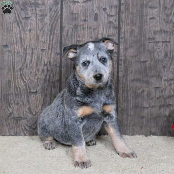 Karen, Blue Heeler – Australian Cattle Dog Puppy