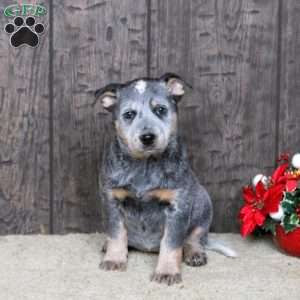 Karen, Blue Heeler – Australian Cattle Dog Puppy