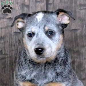 Karen, Blue Heeler – Australian Cattle Dog Puppy