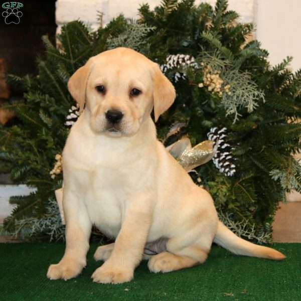 Kari, Yellow Labrador Retriever Puppy