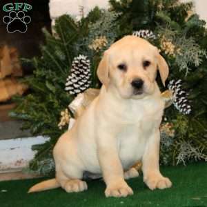 Kari, Yellow Labrador Retriever Puppy
