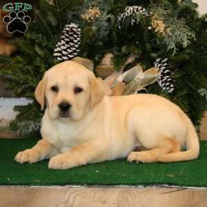 Kari, Yellow Labrador Retriever Puppy