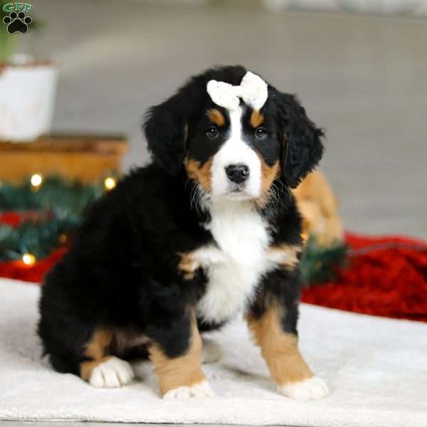 Karly, Bernese Mountain Dog Puppy